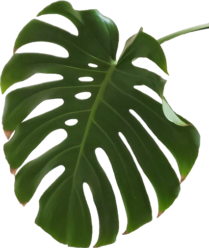 One Monstera Leaf