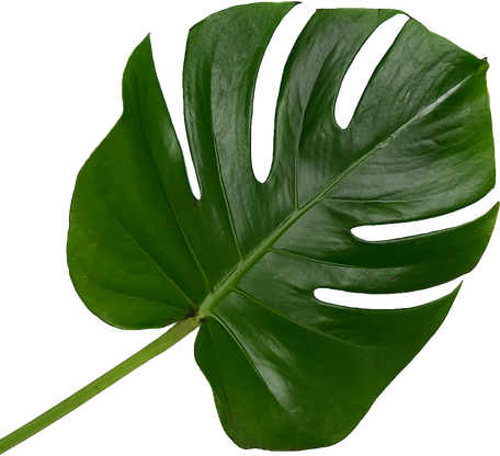 Stem of Monstera Leaves